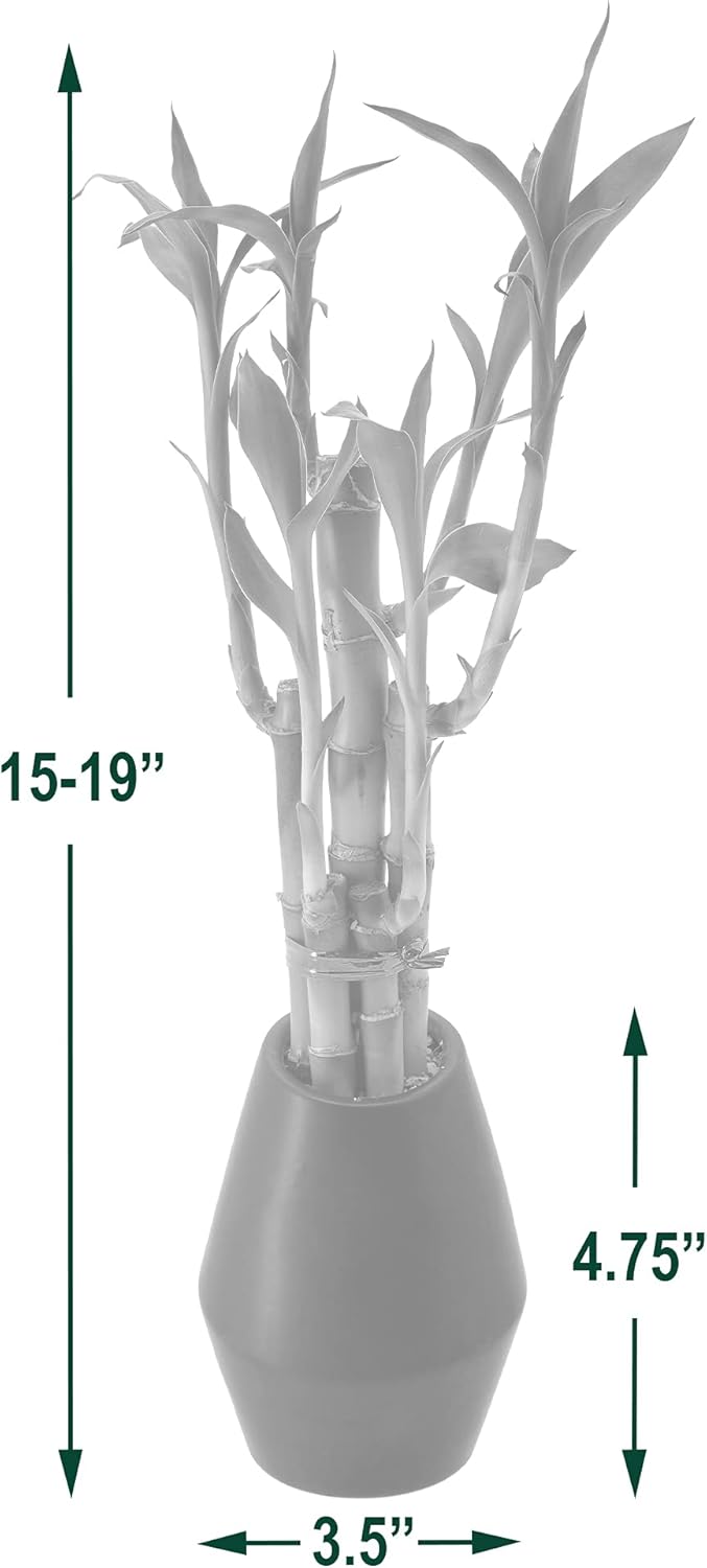 5-Stem Lucky Bamboo, Live Indoor Plant in Dimension II Ceramic Planter for Home, Work, or Gift, Black ***Cannot Ship to Hawaii***
