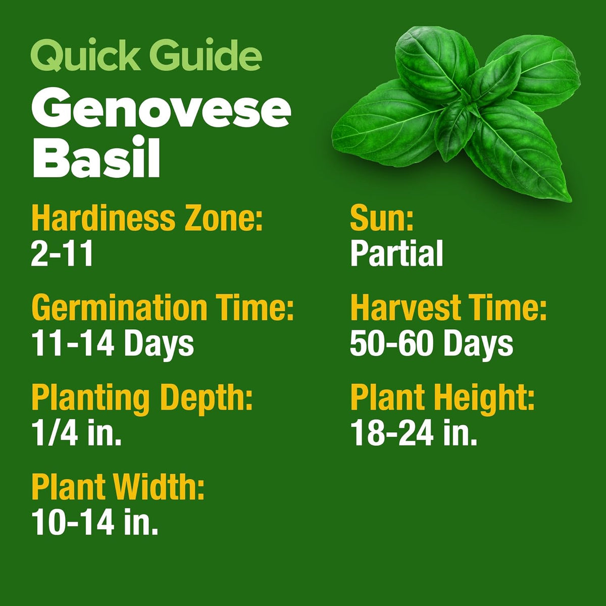 HOME GROWN Genovese Basil Seeds 2 Pack - 3500 π‘π’π‘-ππ π’ π¨π¦π Heirloom Basil Seeds for Planting (Ocimum basilicum) - Herb Seeds for Indoor & Outdoor Gardening - Grow for Culinary Use