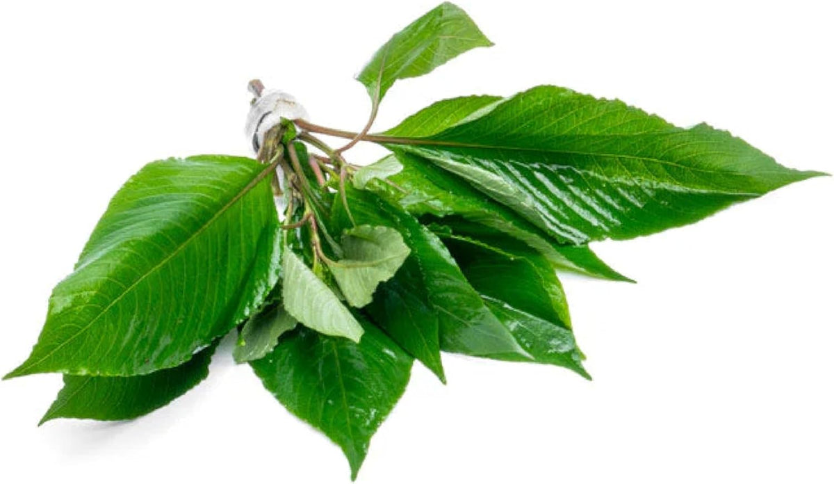 Dwarf Hygrophila Corymbosa Siamensis Live Aquarium Plant - Freshwater Fish Tank Decorations and Natural Aquatic Decor (4)