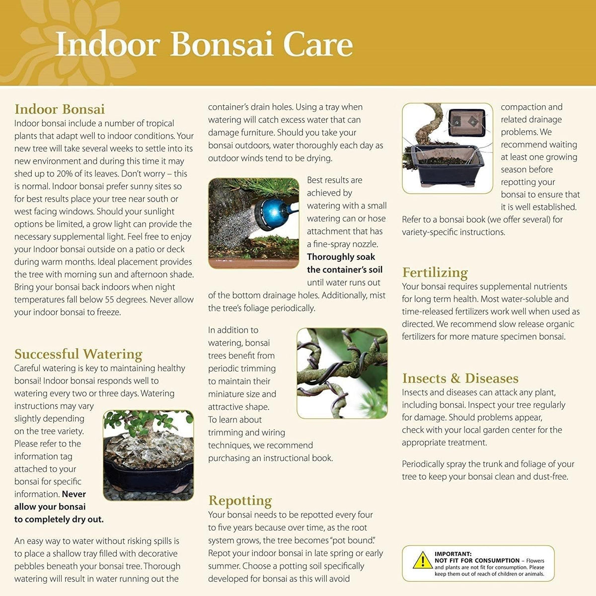 Brussel's Bonsai Live Ginseng Grafted Ficus Bonsai Tree Kit - Small Indoor Bonsai Ficus Tree - Bonsai Kit with Ceramic Bonsai Pot and Bonsai Soil