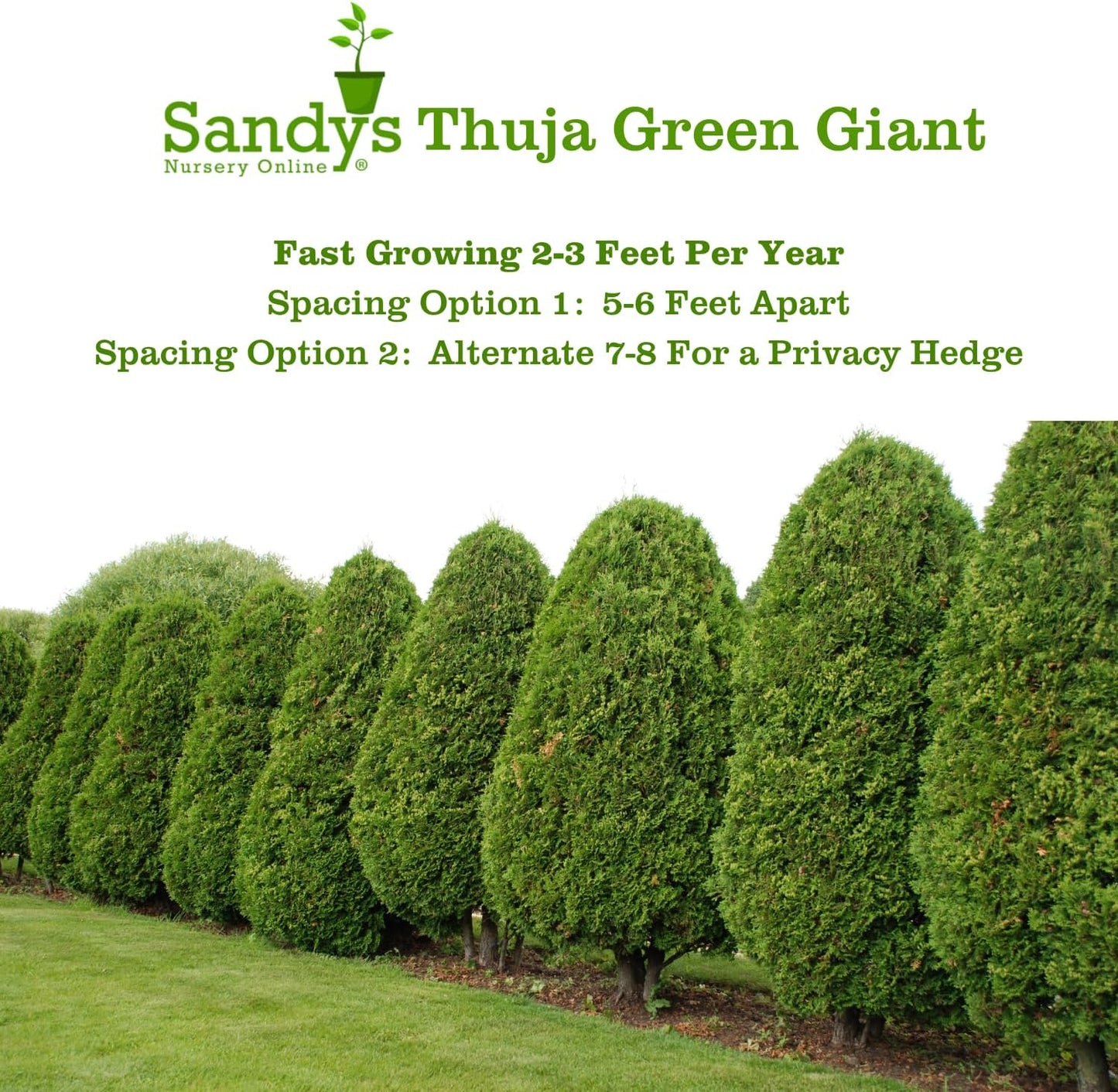 Thuja Green Giant Arborvitae Lot of 6, 3 Inch Pot