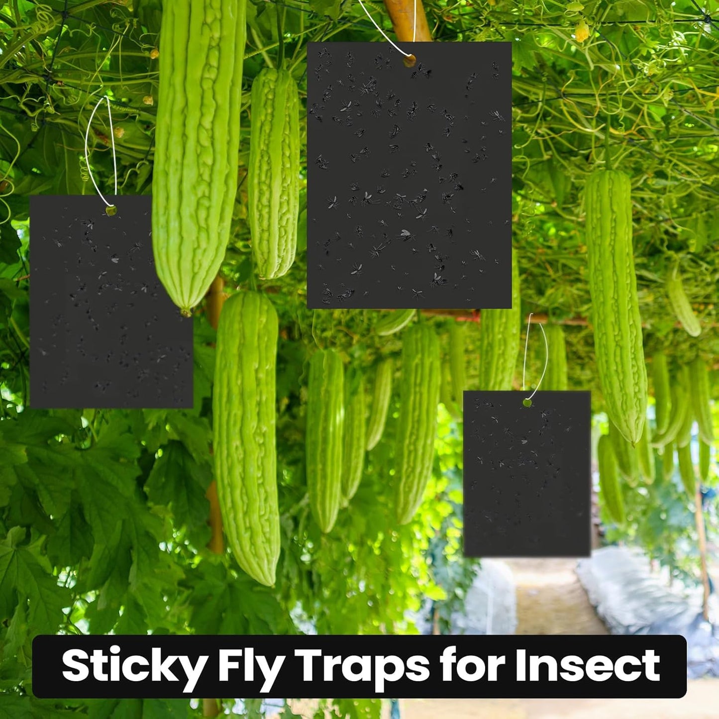 Qualirey 100 Pcs 6 x 8 Inch Sticky Traps for Plant Double Sided Sticky Trap for Gnats with Twist Ties Fly Traps for Fruit Insect Fungus Bugs Indoor Outdoor (Black)