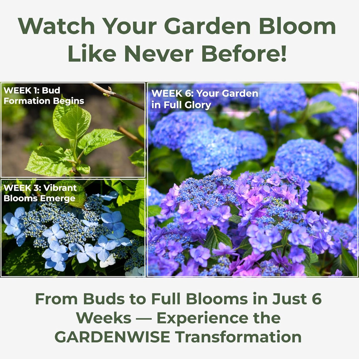 Slow Release Hydrangea Fertilizer with Iron & Sulfur β Indoor & Outdoor Soil Acidifier for Miracle Growth (3 qt)