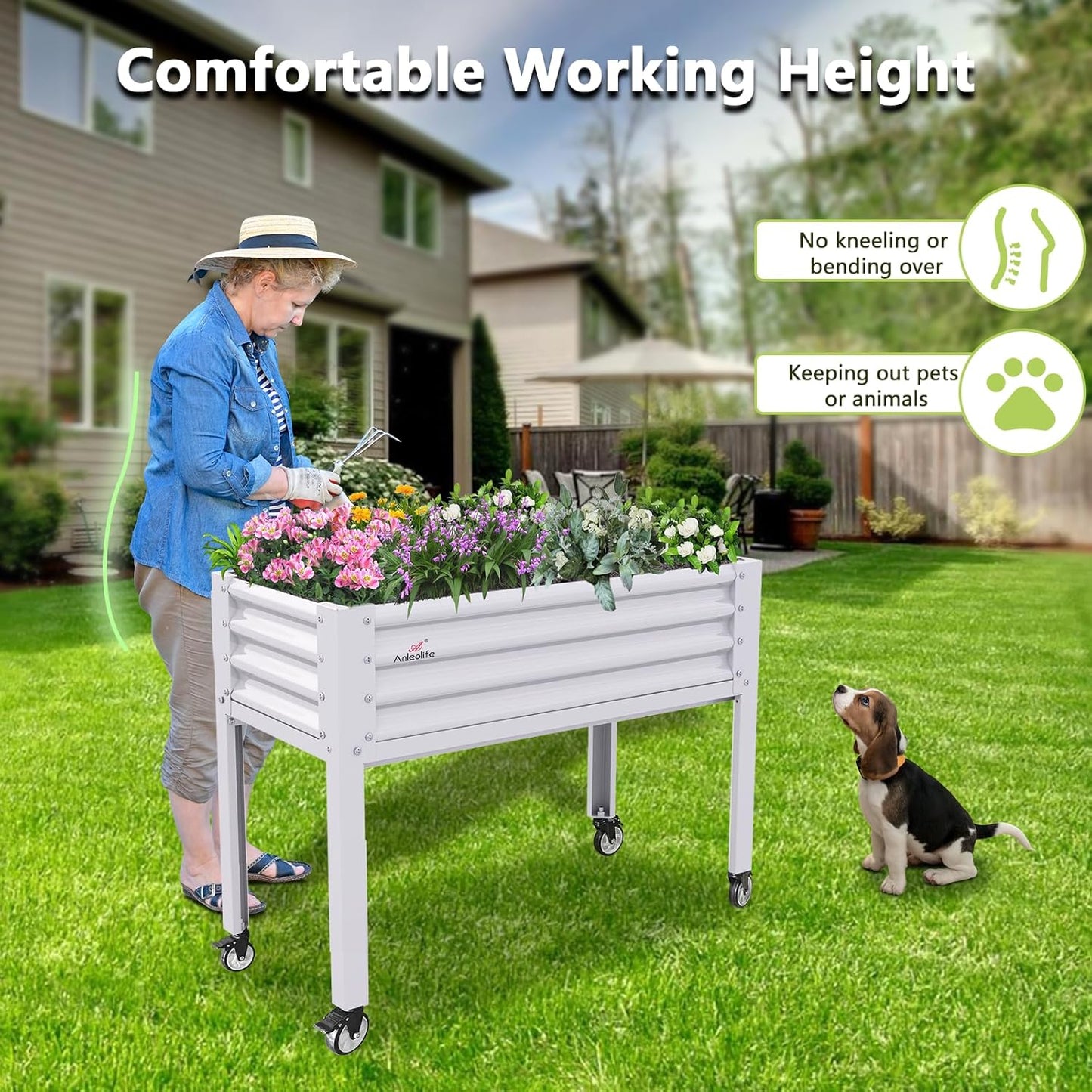 A ANLEOLIFE 6-Set Galvanized Raised Garden Bed with Legs,48x24x35in Large Elevated Planter Box on Wheels with Drainage Holes for Backyard, Balcony, Patio, 600lb Capacity, Antique White