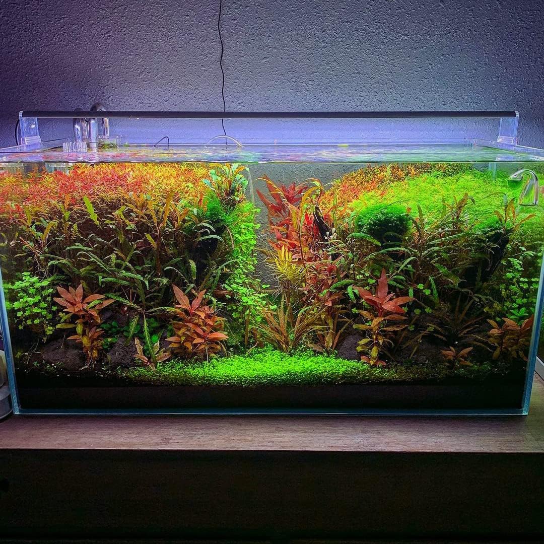 Live Aquarium Stem Plants - Freshwater Aquatic Plant for Fish Tanks, Aquascaping - (Cyperus Helferi, 4 Bunches)