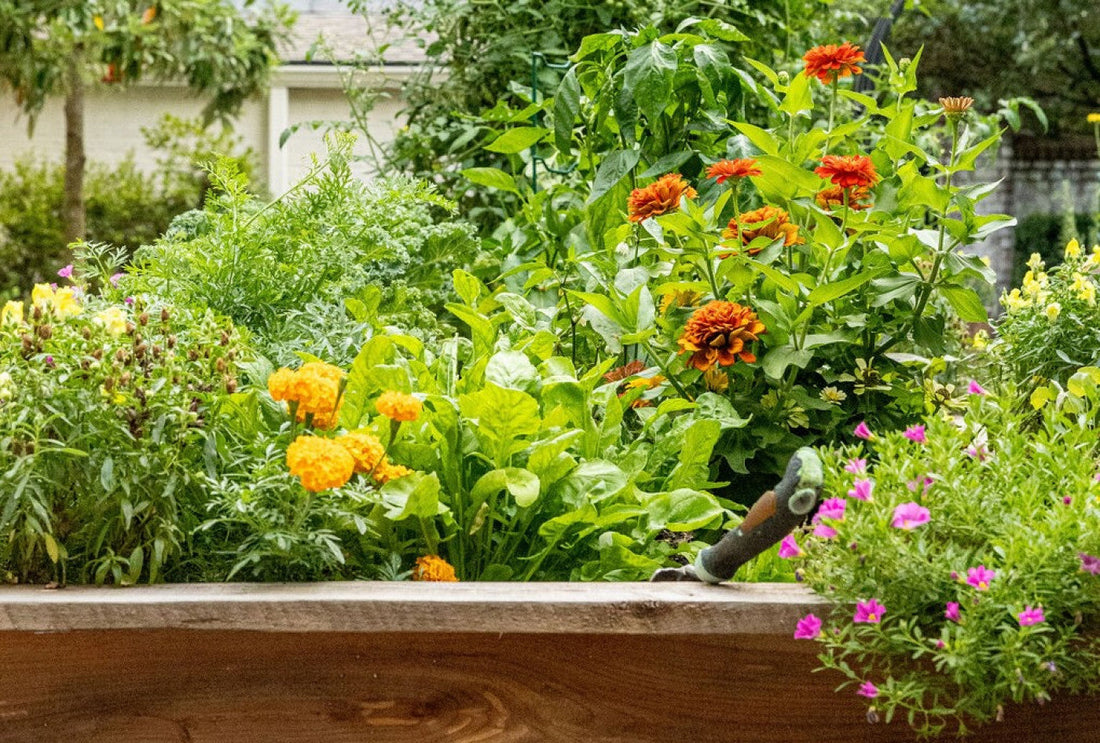 Start Your Garden with Confidence: A Beginner’s Guide to Tools, Soil & Success