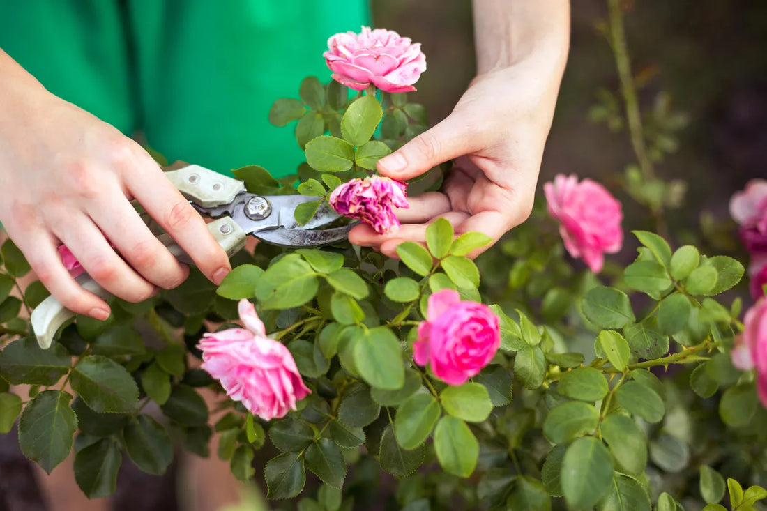 How to Grow Flowers That Bloom Longer: A Gardener’s Proven Secrets