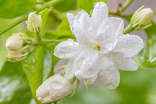 Sambac Jasmine Plant | 10 Live Plants | Jasminum Sambac | Fragrant White Blooms | Ideal for Indoor & Outdoor Planting | Aromatic Addition to Gardens & Patios | Lush & Decorative Foliage