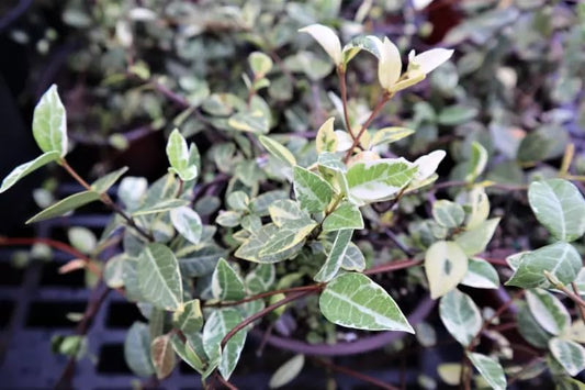 Jasmine Asiatic Variegated Plants | 30 Live 4 Inch Pots | Trachelospermum Asiaticum 'Variegata' | Fragrant Ground Cover | Evergreen Vine