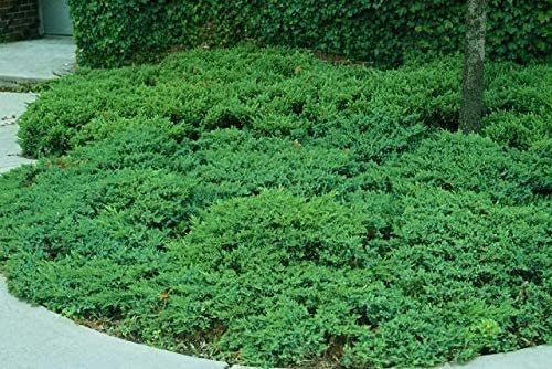San Jose Juniper | 10 Live Plants | Juniperus Chinensis | Bonsai Drought Tolerant Cold Hardy Evergreen Groundcover