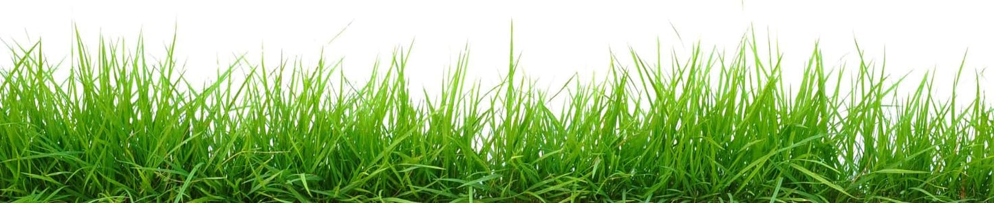 Brownie Brand Majestic Hulled Bermudagrass Seed | Premium Turf Grass for Dense, Drought-Resistant Lawns | Fast-Growing, Heat-Tolerant, Certified Seed for High-Traffic Areas. (5 Pound)