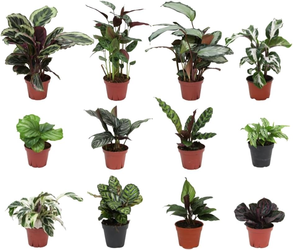 Calathea Plant Live in 4″ Grower’s Pot – Assorted Indoor House Plants, Easy Care Indoor Plants, Starter Plant for Beginners (4-Pack)