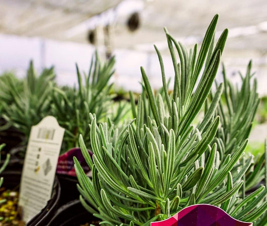Greenwood Nursery: Live Perennial Plants - Phenomenal Lavender + Lavandula x Intermedia - [Qty: 3X Pint Pots] - (Click for Other Available Plants/Quantities)