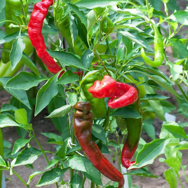 Set 6 Long Red Pepper Live Plants, 90 Days Old Live Pepper Chili Plant for Spring Planting
