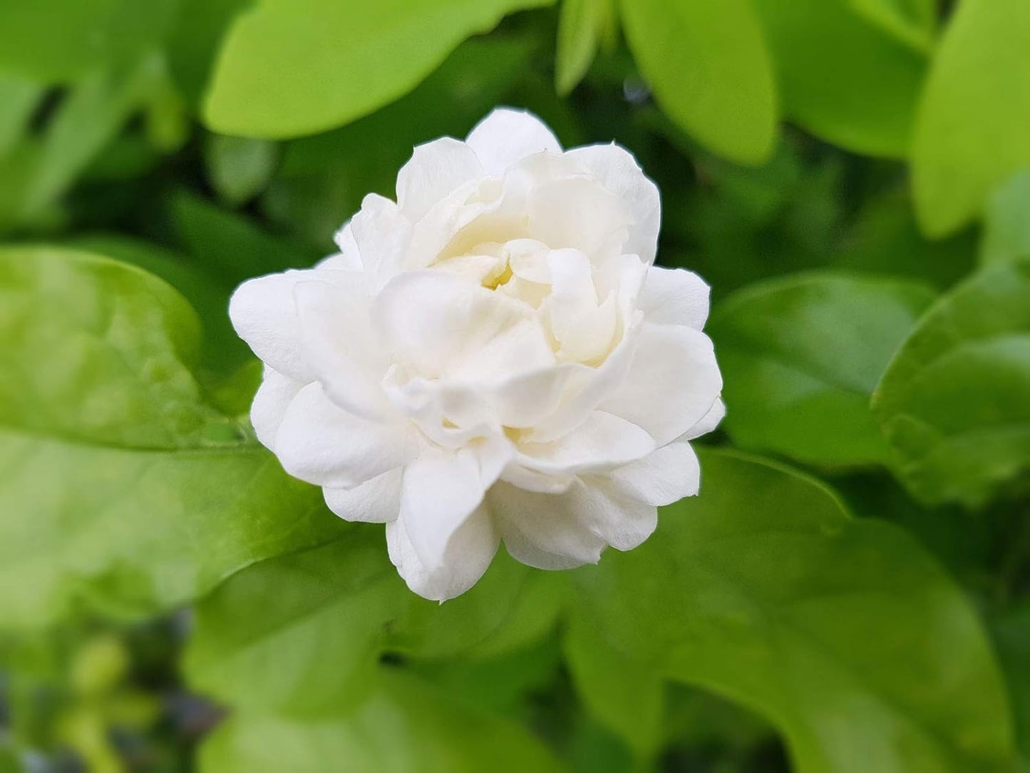 Sambac Jasmine Plant | 20 Live Plants | Jasminum Sambac | Fragrant White Blooms | Ideal for Indoor & Outdoor Planting | Aromatic Addition to Gardens & Patios | Lush & Decorative Foliage