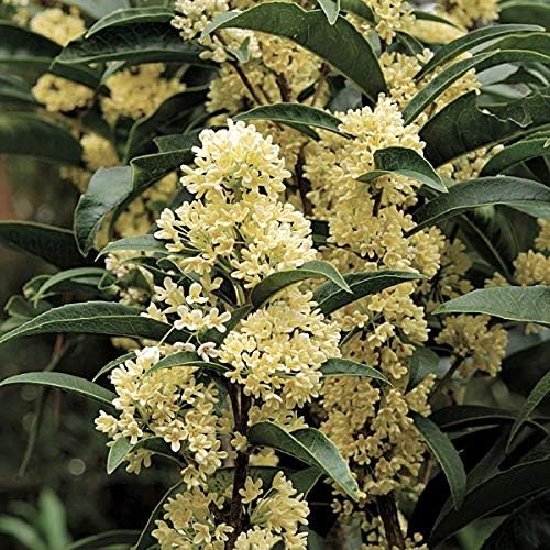 Fudingzhu Fragrant Tea Olive - Live Plant - 2 Gallon Pot
