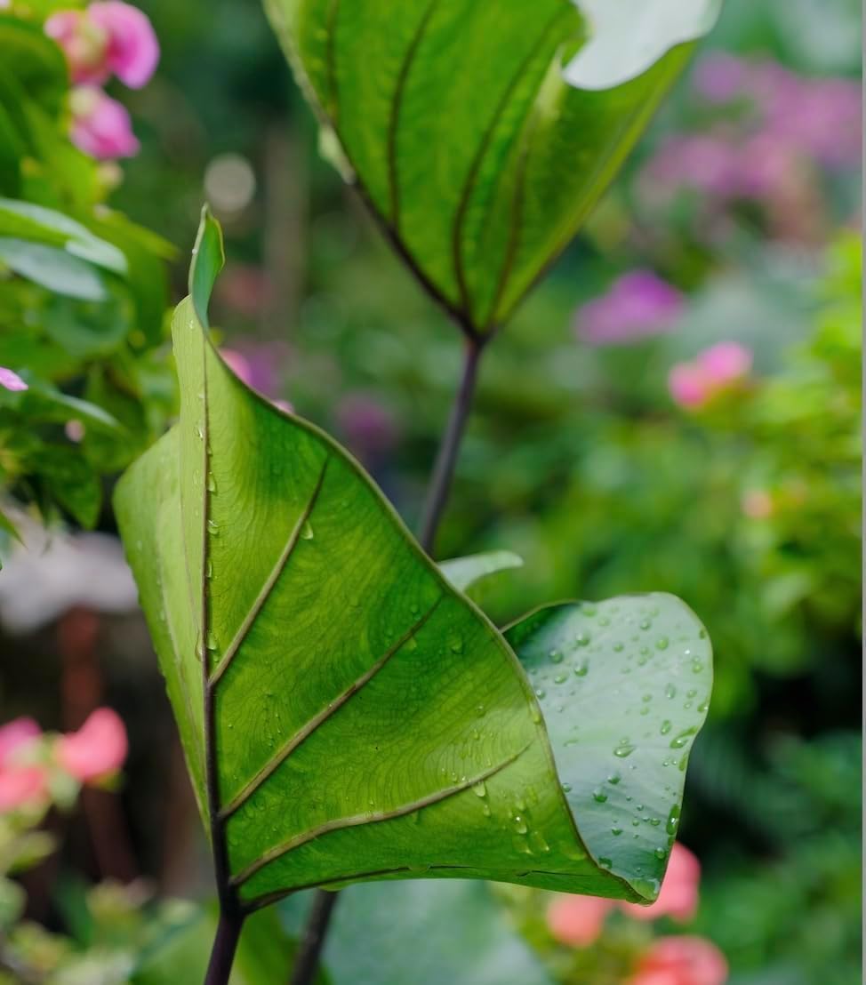 Tea Cup Elephant Ear Bulb for Planting - Grow Stunning Colocasia Esculenta (5 Elephant Ear Bulbs)