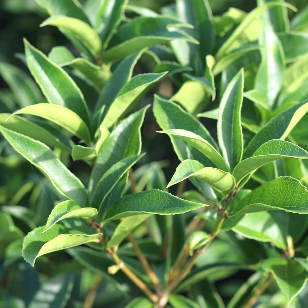 PERFECT PLANTS Tea Olive 3 Gallon