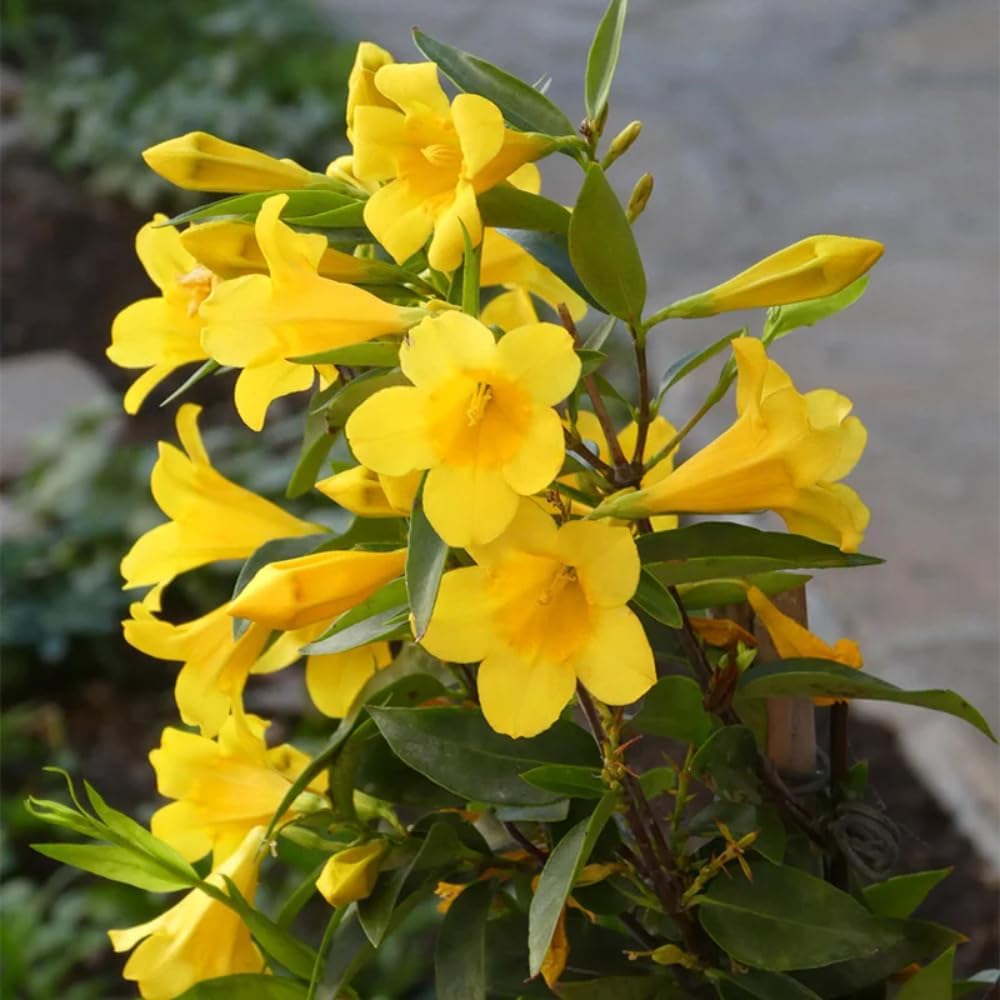 Jasmine Plants Live, Arabian Jasmine Plant Indoor, Fragrant Jasmines Flowers 4 to 7 Inch (Yellow)