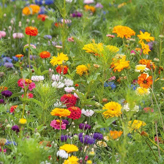 Eden Brothers Jellybean Flower Mixed Seeds for Planting, 1 lb, 480,000+ Seeds with Zinnia, Cornflower, Cosmos, Calendula | Attracts Pollinators, Plant in Spring or Fall, Zones 3, 4, 5, 6, 7, 8, 9, 10