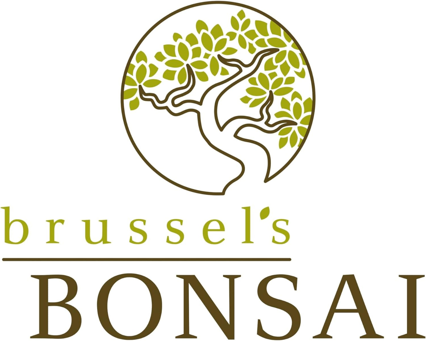 Brussel's Live Green Mound Juniper Outdoor Bonsai Tree - 3 Years Old; 4" to 6" Tall with Decorative Container - Not Sold in California