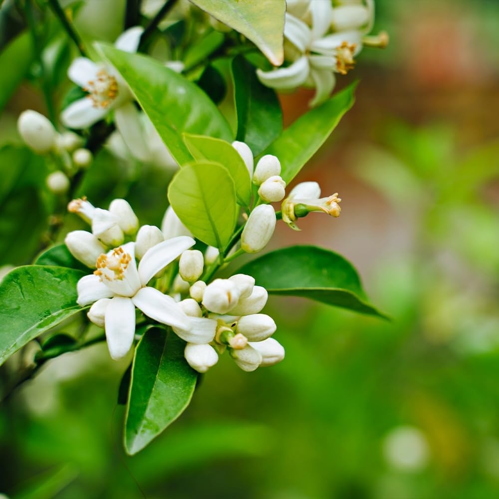 Brighter Blooms - Nules Clementine Tree, 1-2 Feet - Live Fruit Plant - No Shipping to AL, AZ, CA, FL, GA, LA, OR, TX, MS