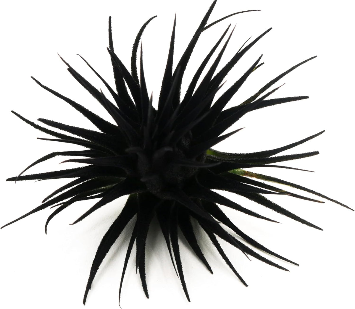 Live Extra Large Tillandsia Ionantha Guatemala Colorful Air Plant 3+ inch Enhanced Color Easy Care Indoor Outdoor Home Decor Gift Airplant by Awesome Industries (Black XL)