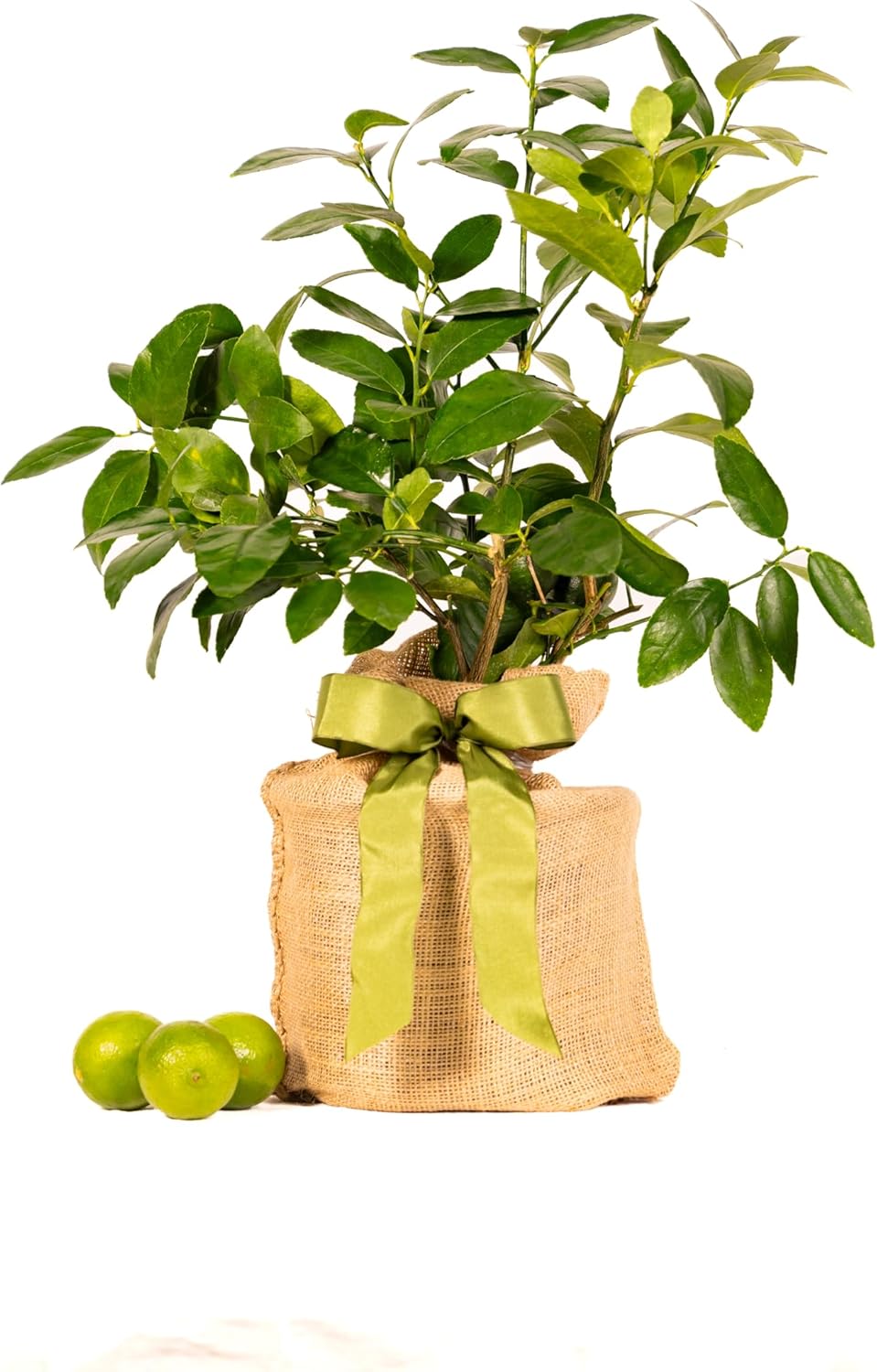 Sympathy Persian Lime Gift Tree, Easy to Grow, Indoor/Outdoor, Live Plant, Lasting Sympathy Gift, by The Magnolia Company, Can't Ship to CA, AL, AZ, LA, TX
