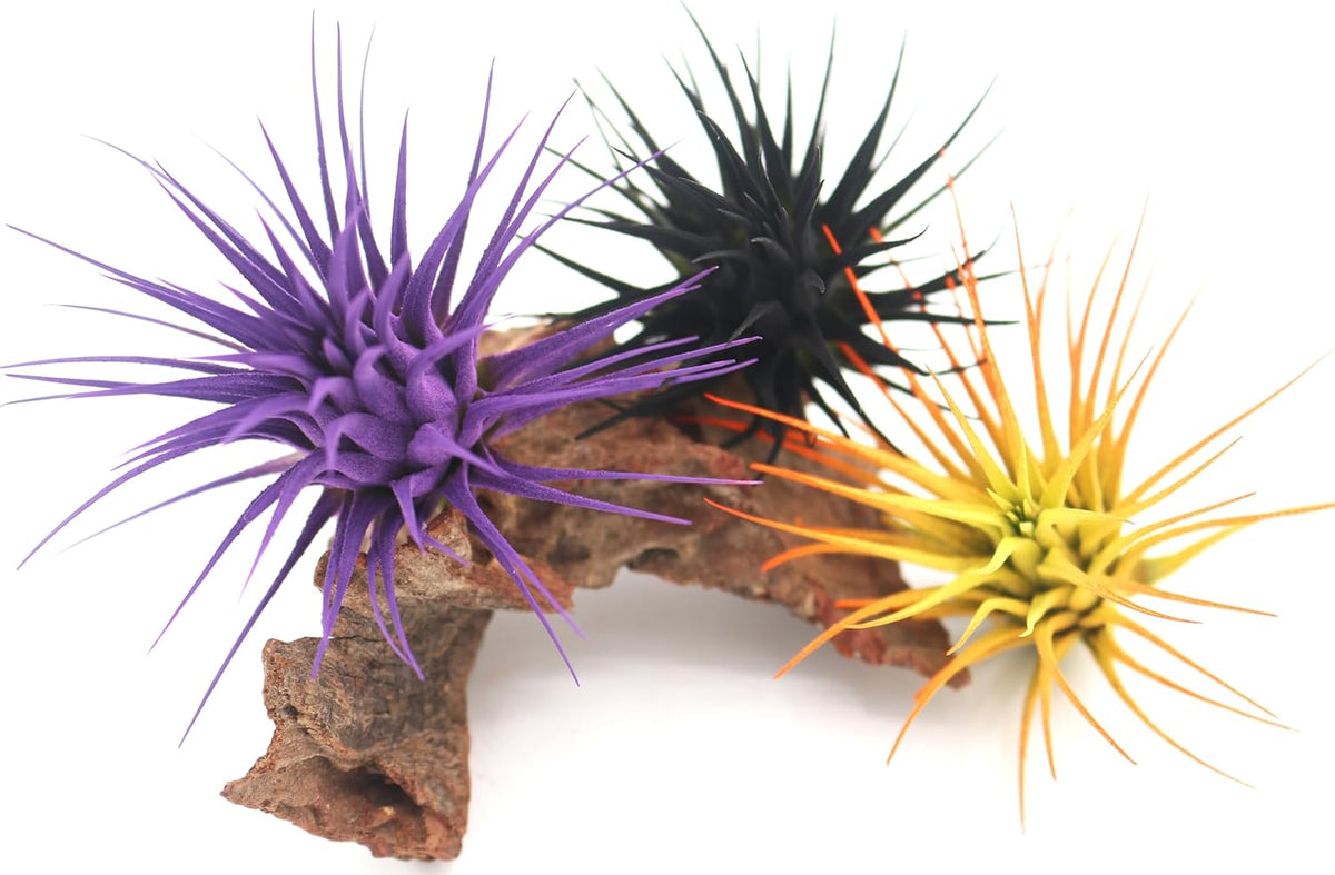 Live Extra Large Tillandsia Ionantha Guatemala Colorful Air Plant 3+ inch Enhanced Color Easy Care Indoor Outdoor Home Decor Gift Airplant by Awesome Industries (Black XL)