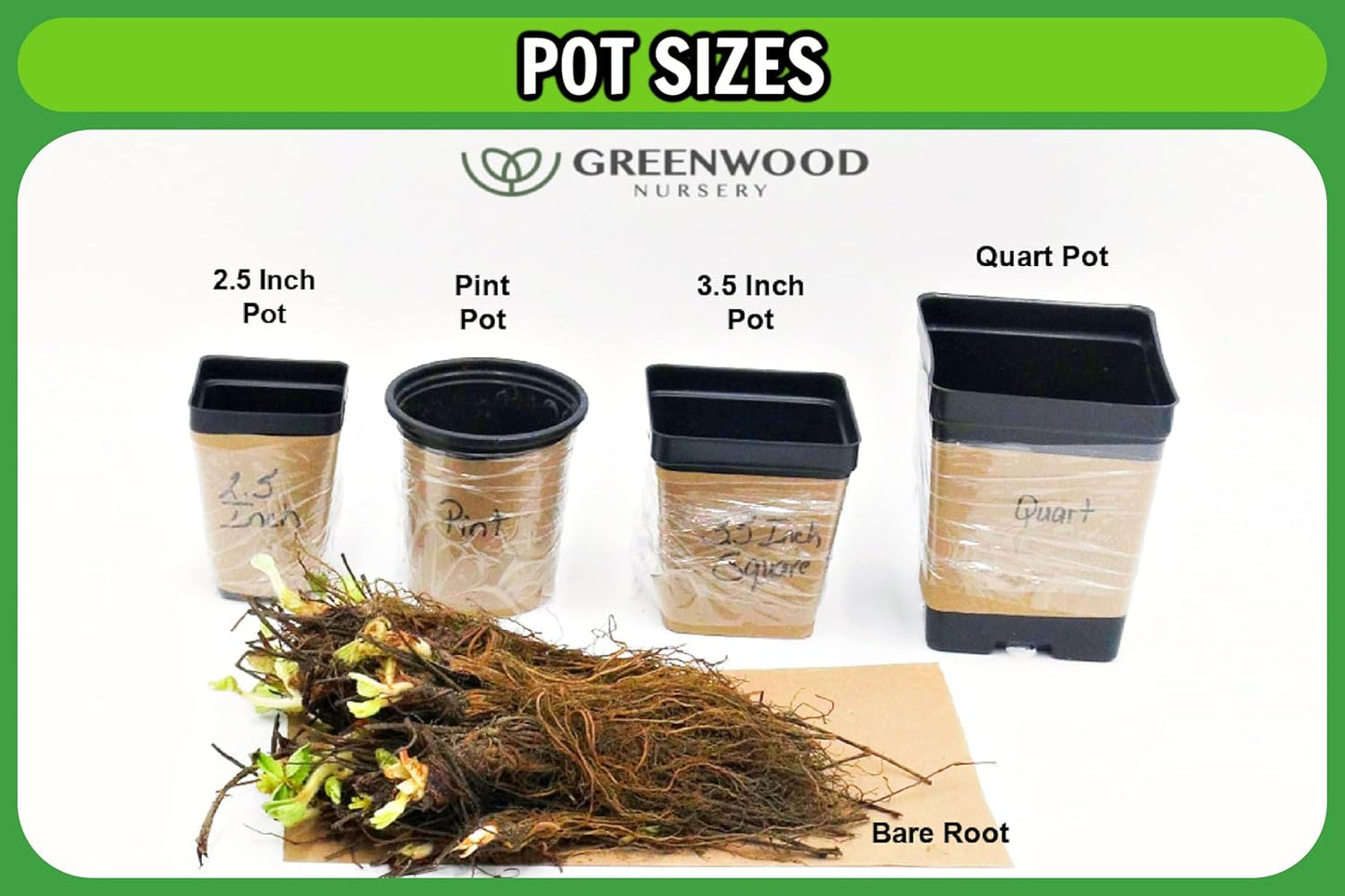 Greenwood Nursery: Live Perennial Plants - 'Very Van Gogh' Spiked Speedwell + Veronica Spicata - [Qty: 5X Pint Pots] - (Click for Other Available Plants/Quantities)