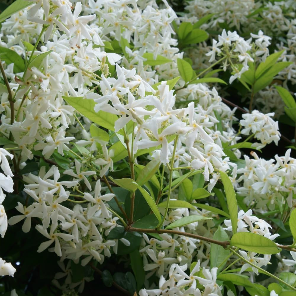 Jasmine Plants Live, Arabian Jasmine Plant Indoor, Fragrant Jasmines Flowers 4 to 7 Inch (Star)
