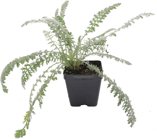 Greenwood Nursery: Live Perennial Plants - Achillea 'Moonshine' Yarrow - [Qty: 2X Pint Pots] - (Click for Other Available Plants/Quantities)