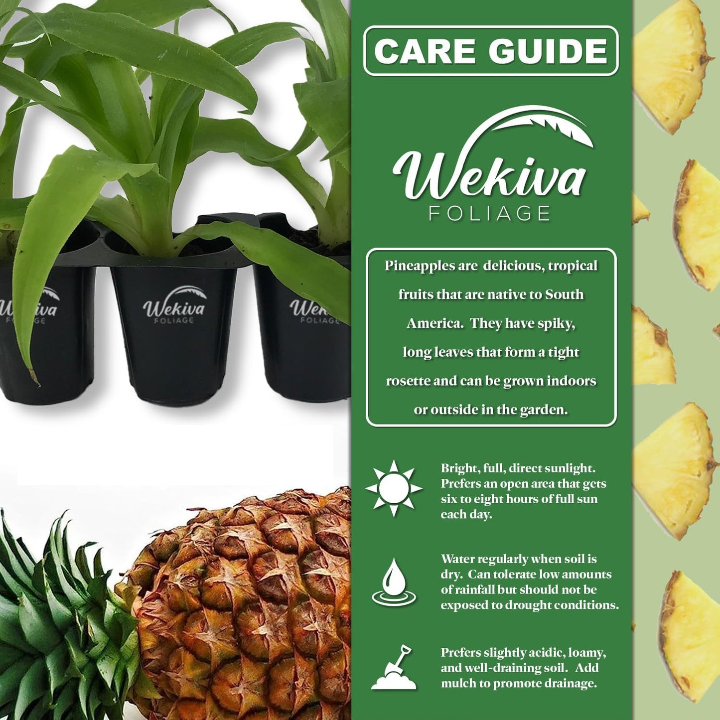 Juicy Pineapple Plant - 4 Live Starter Plants - Ananas Comosus - Edible and Fruit Bearing for Patio and Garden