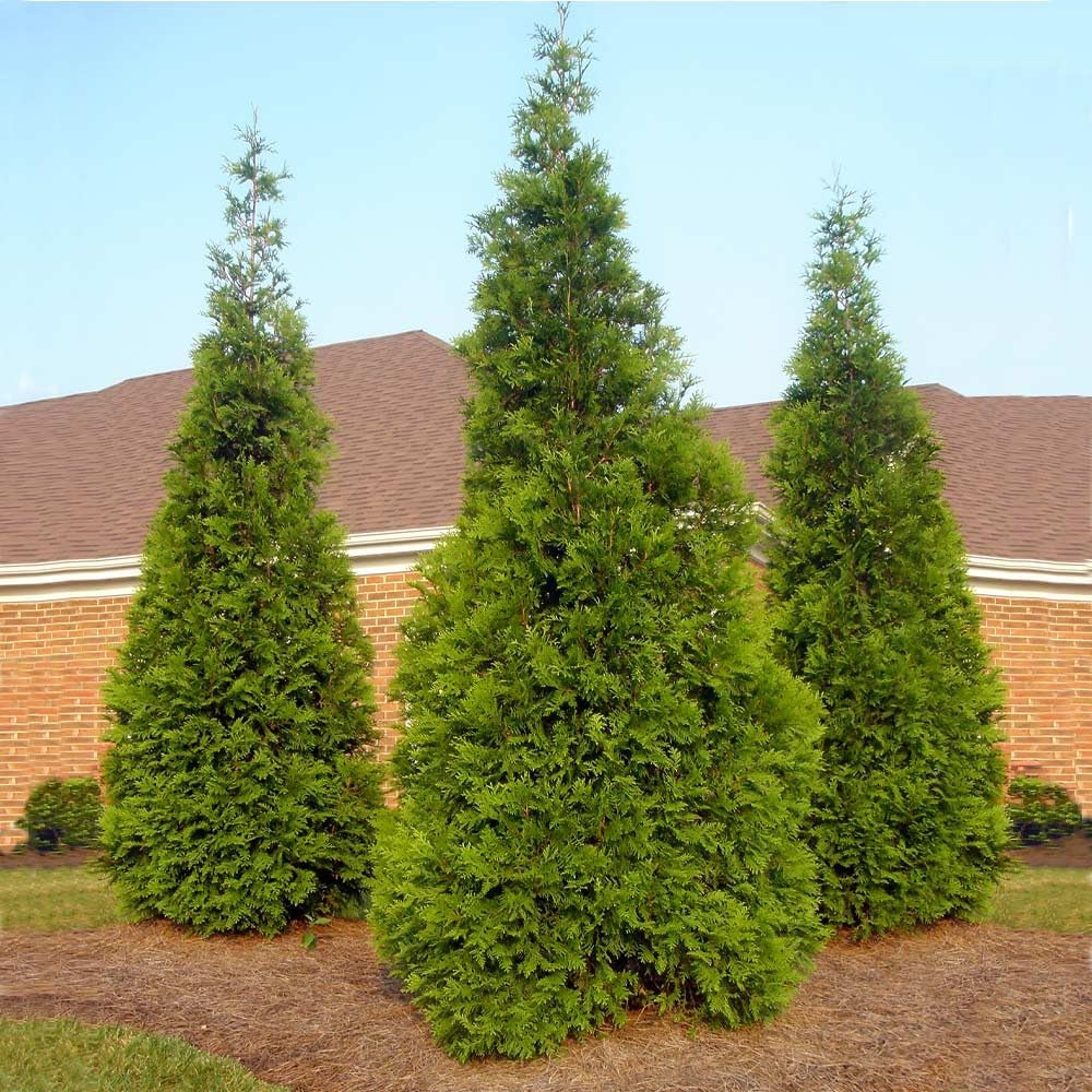 Brighter Blooms - Thuja Green Giant, 3-4 Feet - Live Plant - No Shipping to AK, AZ, HI, OR