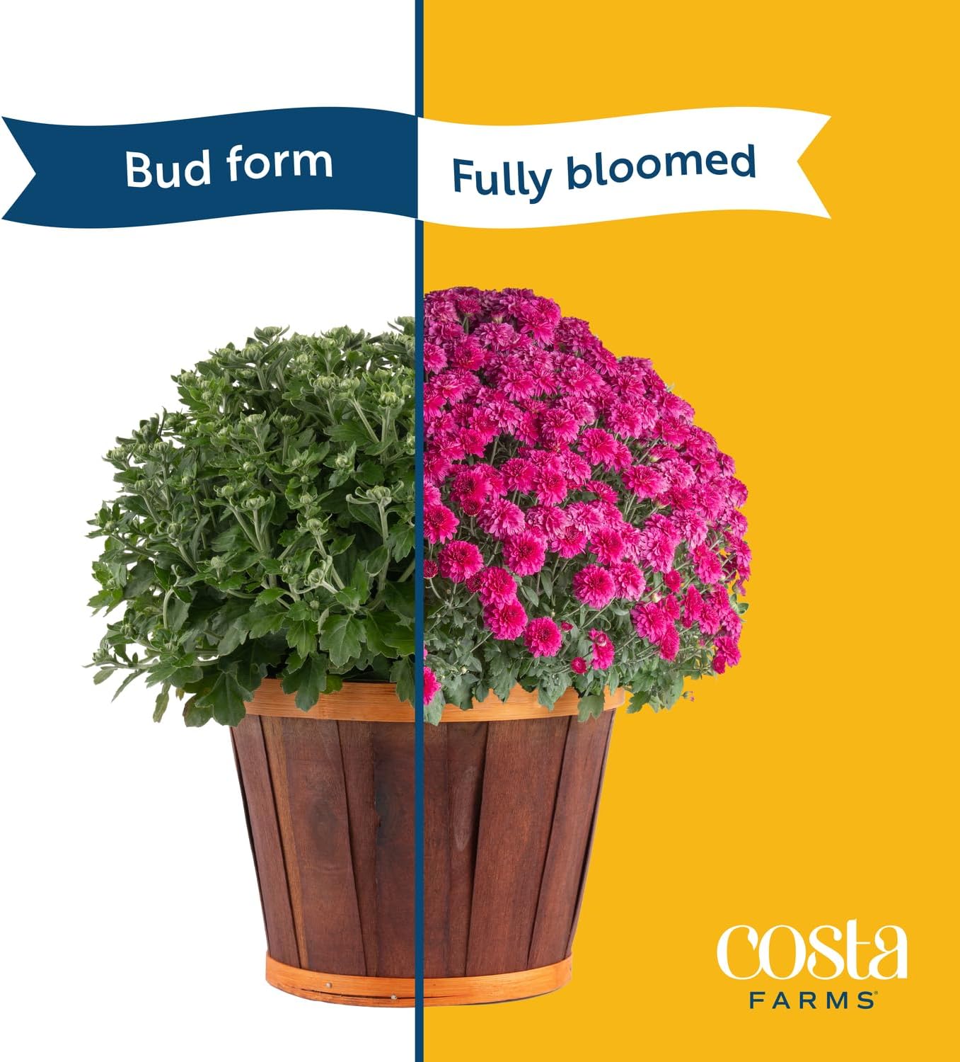 Costa Farms Live Flowering Yellow Mums (Pack of 4), Mini Chrysanthemum Houseplant, Full Bloom Plant Delivery, Potted in Grower Pot, 11-Inches Tall