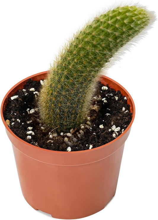 Rare Cactus Plants, 4" Monkey Tail Cactus, Live Succulent Cacti Plants Fully Rooted in Grower Pots, Easy Care House Plant, Unique Gift