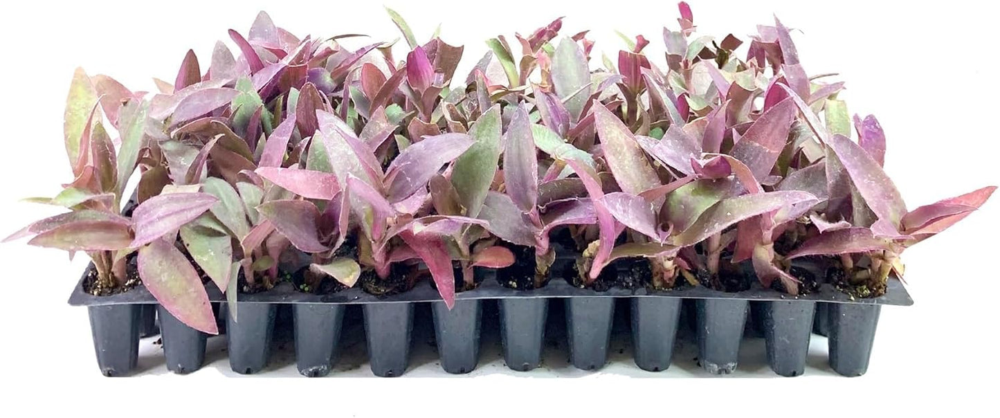 Purple Queen Tradescantia Setcresea I 3 Live Plants I Spiderwort | Lush Magenta Foliage for Striking Garden Contrast, Ideal for Ground Cover, Borders, & Containers