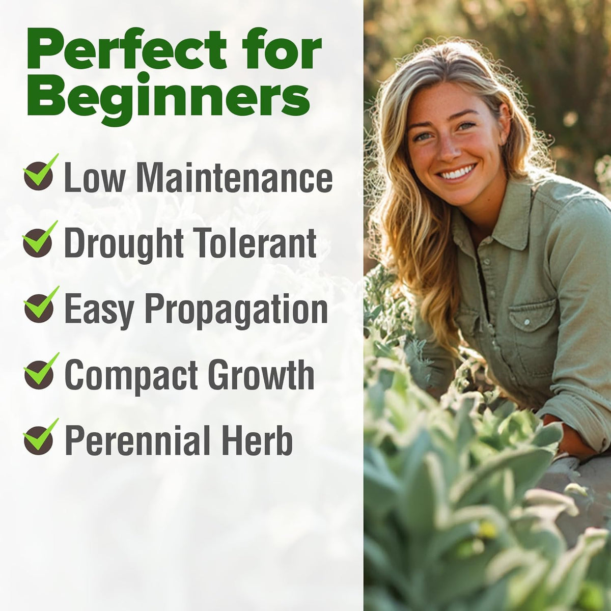 HOME GROWN 𝗨𝗦𝗔 𝗣𝗥𝗘𝗠𝗜𝗨𝗠 White Sage Seeds 323 Pack 𝗡𝗢𝗡-𝗚𝗠𝗢 Heirloom Seeds - Grow Aromatic Sage Plants for Your Herb Seeds Garden with Sage for Planting Outdoor or Indoor (Salvia apiana)
