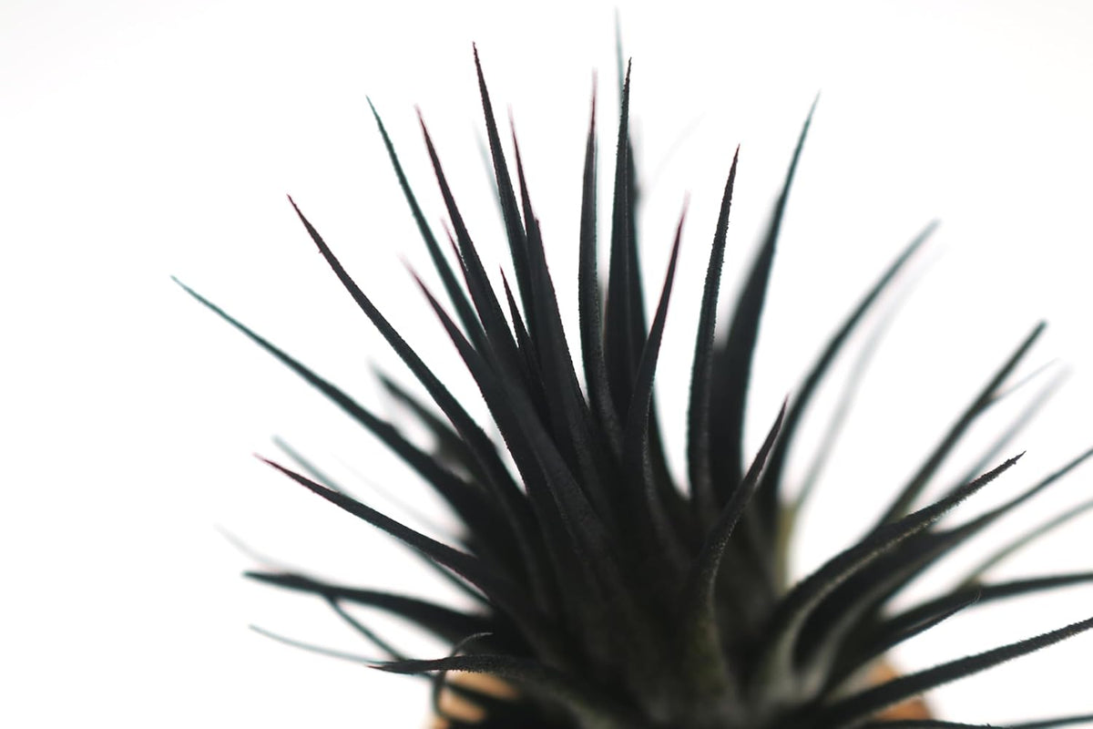 Live Extra Large Tillandsia Ionantha Guatemala Colorful Air Plant 3+ inch Enhanced Color Easy Care Indoor Outdoor Home Decor Gift Airplant by Awesome Industries (Black XL)