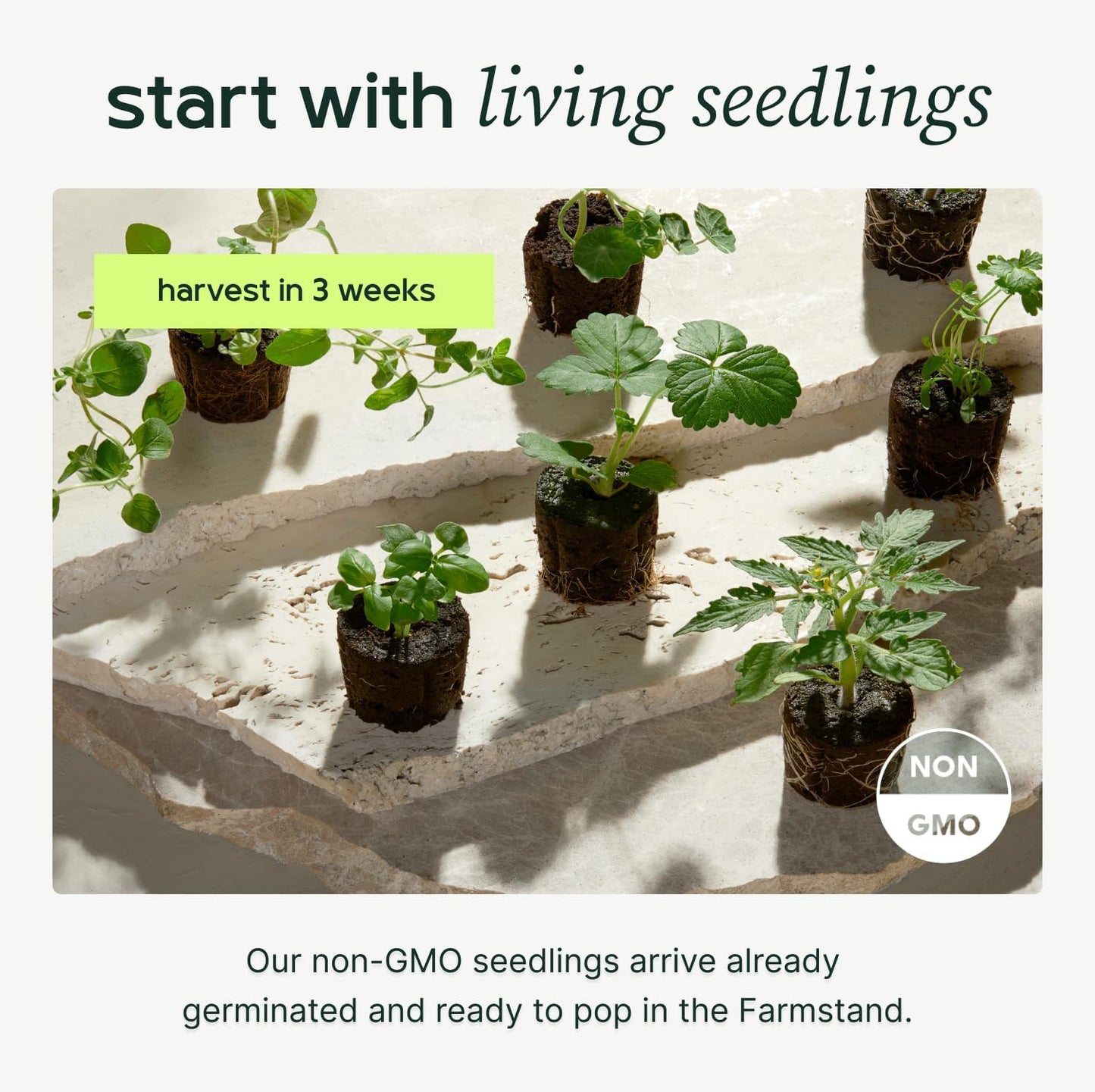Farmstand Starter Kit + 12 Seedling Credits | Tiny Hydroponic Growing System Kit | Self-Watering Outdoor Vertical Garden Planter Tower | 3ft 8in | Made in USA