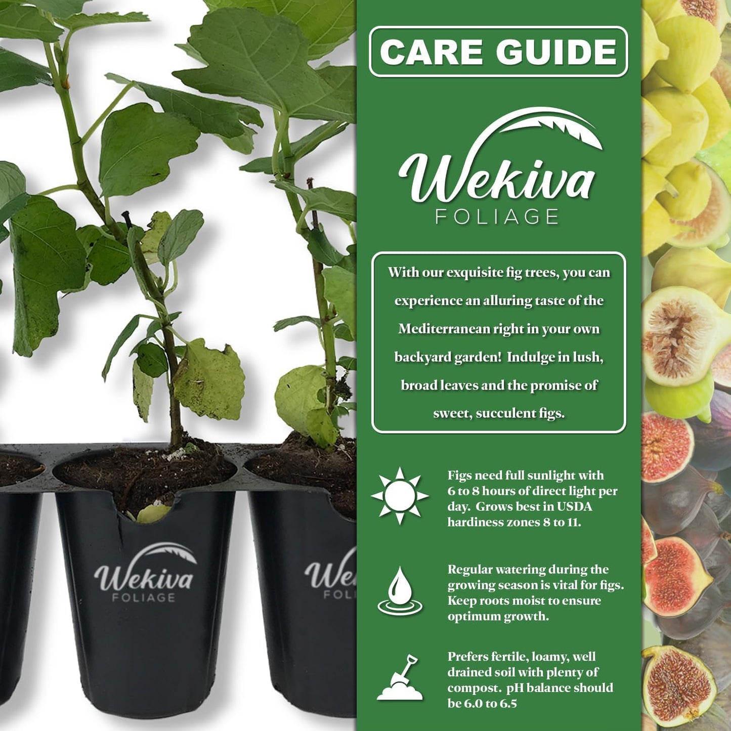 Brown Turkey Fig Tree - 4 Live Starter Plants - Ficus Carica - Edible Fruit Tree for The Patio and Garden