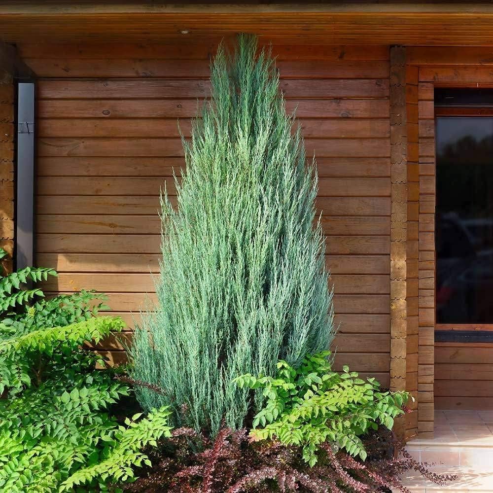 Skyrocket Juniper | 1 Live Gallon Size Tree | Juniperus Scopulorum | Drought Tolerant Cold Hardy Formal Upright Evergreen Plant
