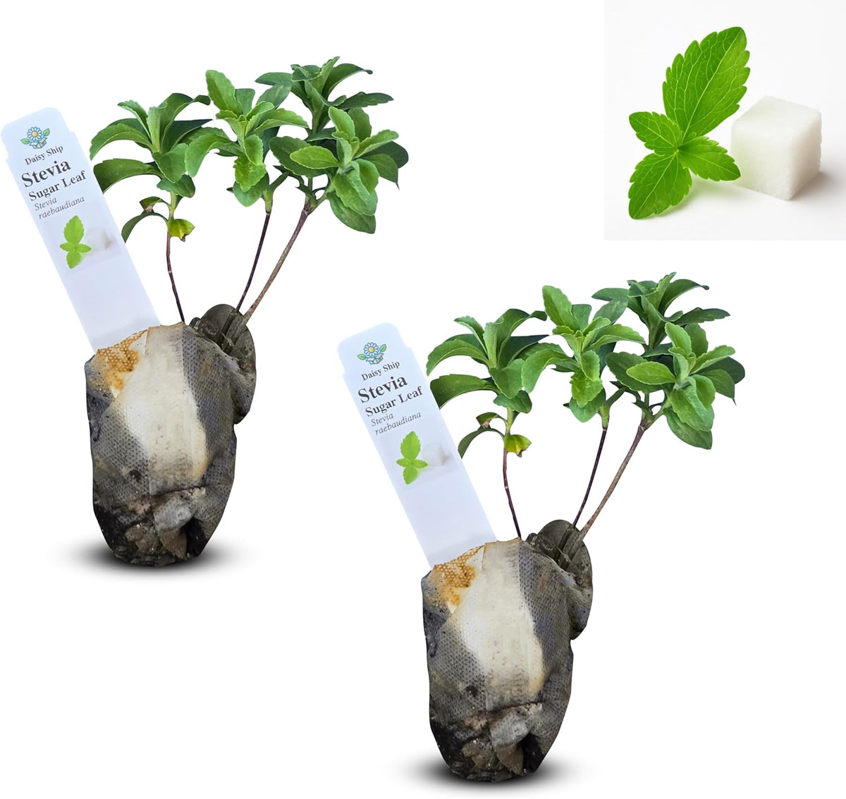 Live Stevia rebaudiana Plants, Sweet Leaf or Sugar Leaf, Natural Sugar Substitute Herb, Easy to Grow (2 stevia sacs)
