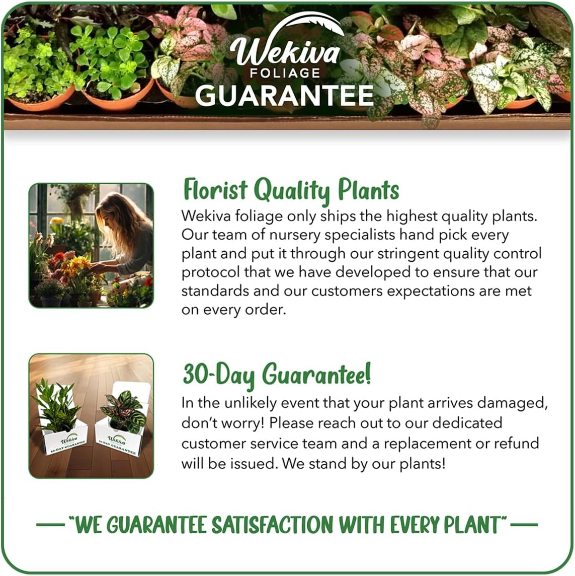 Juicy Pineapple Plant - 4 Live Starter Plants - Ananas Comosus - Edible and Fruit Bearing for Patio and Garden