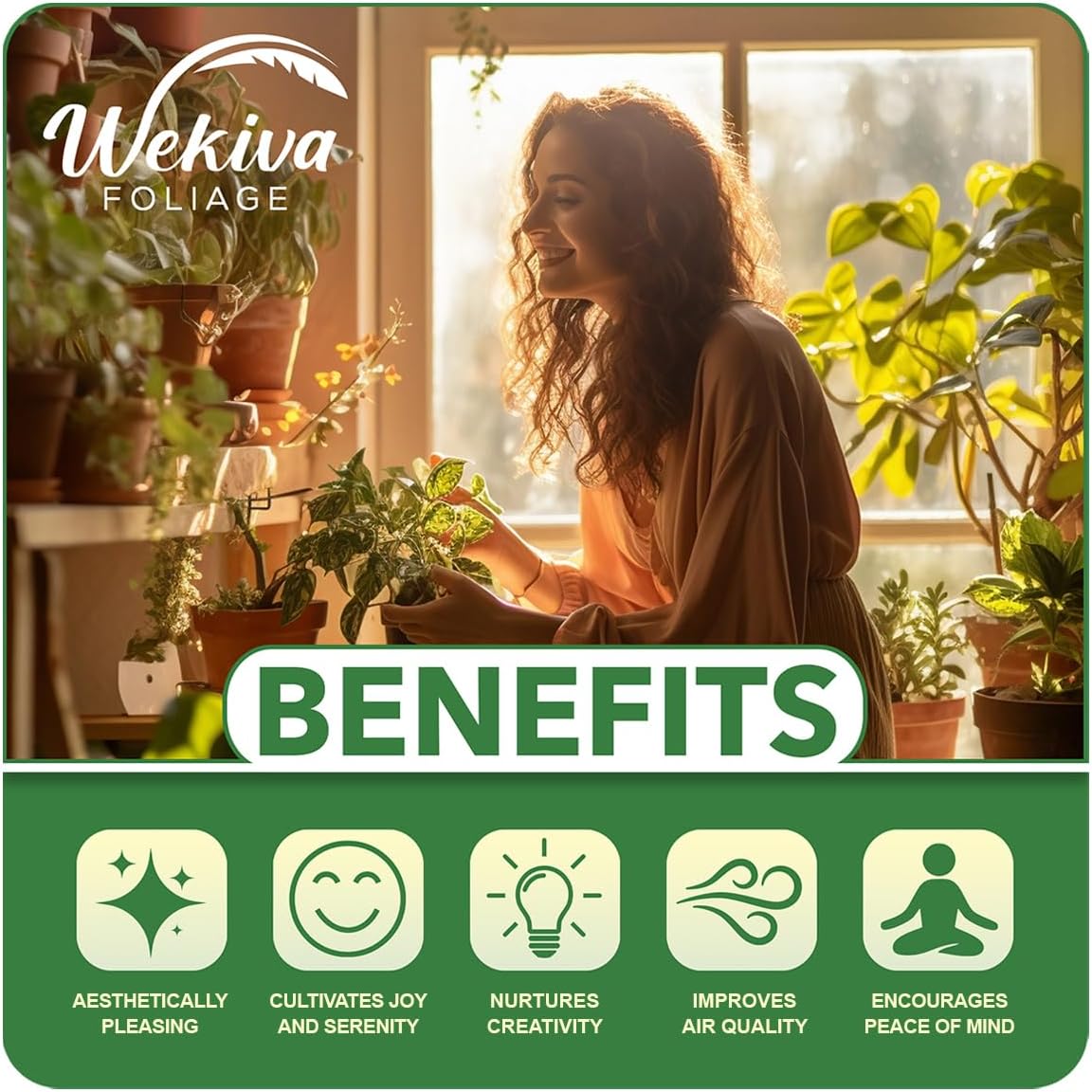 Vanilla Bean Plant - 4 Live Starter Plants - Vanilla Planifolia - Exotic Vining Orchid for Home and Tropical Garden