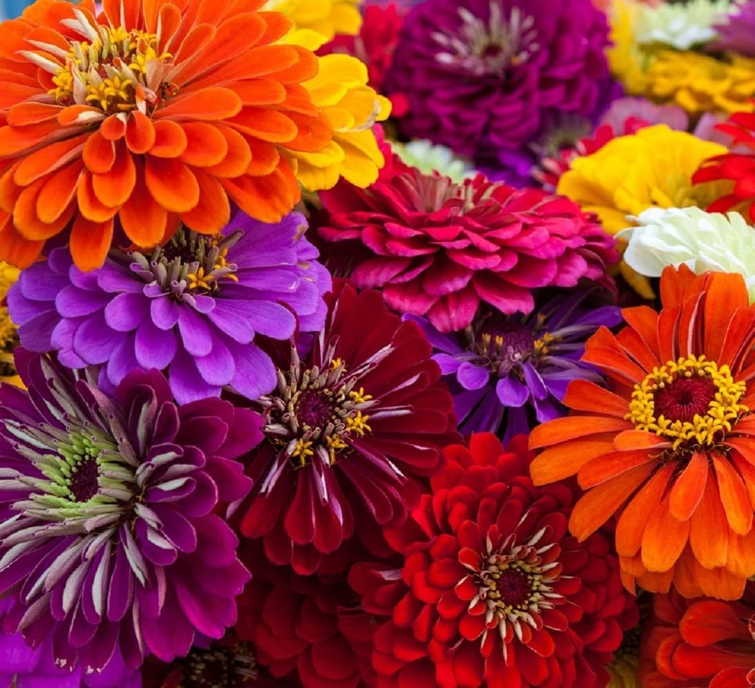 Zinnia Seeds for Planting – Non-GMO Heirloom Zinnia Flowers – Full Instruction Packets to Plant in Your Home Outdoor Garden – Gardening Gift – 50 California Giant Zinnia Seeds (2 Packets)