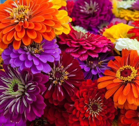Zinnia Seeds for Planting – Non-GMO Heirloom Zinnia Flower Seeds – Full Instruction Packets to Plant in Your Home Outdoor Garden – Gardening Gift – 50 California Giant Zinnia Seeds (5 Packets)