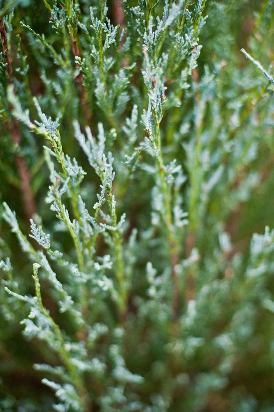 Skyrocket Juniper | 2 Live Gallon Size Trees | Juniperus Scopulorum | Drought Tolerant Cold Hardy Formal Upright Evergreen Plant