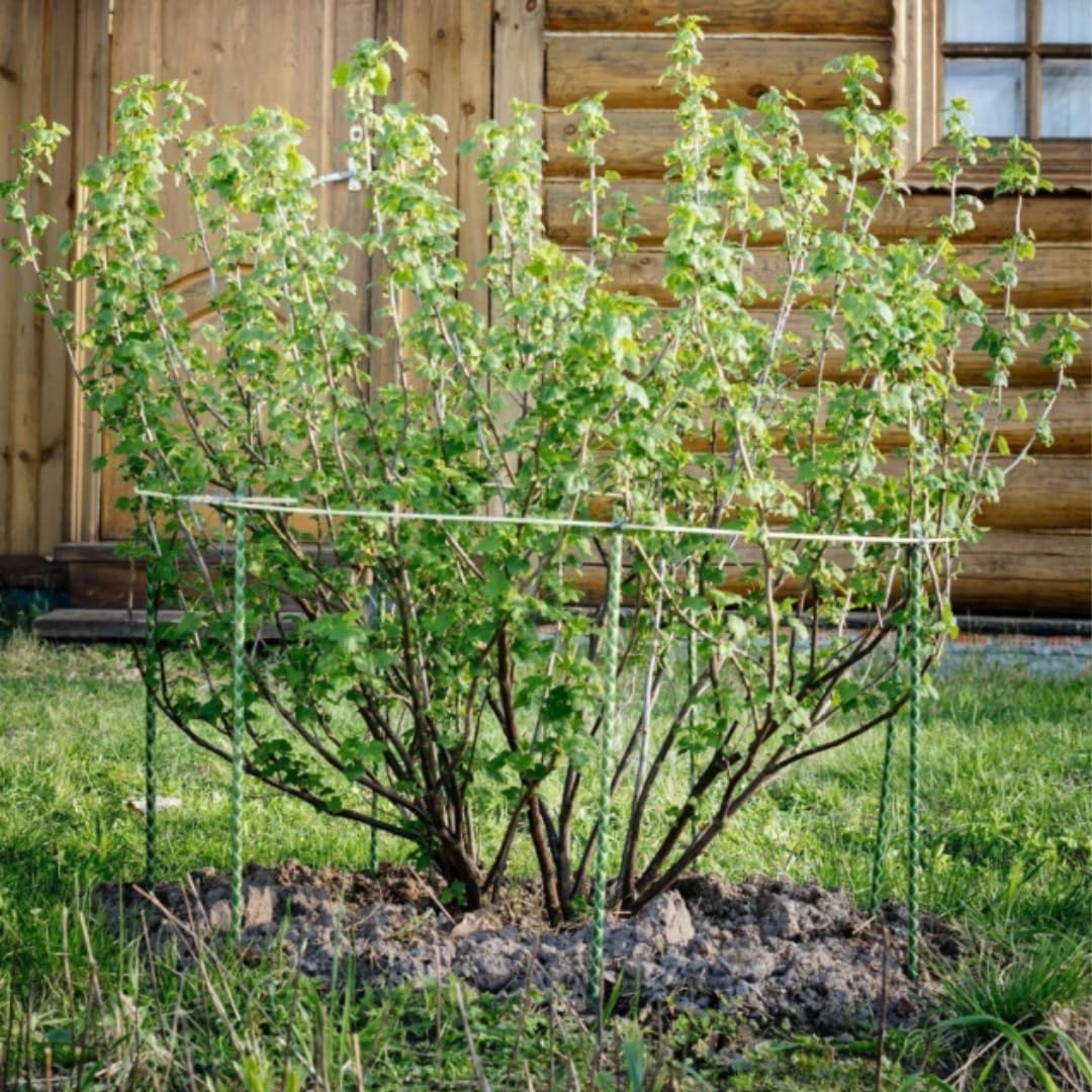 Fiberglass Eco Friendly Garden Stakes (Choose Height/Quantity) – Durable, Lightweight, Tomato, Tree, Strawberry, Plant, Support Fencing Stakes with Patterned Surface 5/16" Diameter (100, 4)