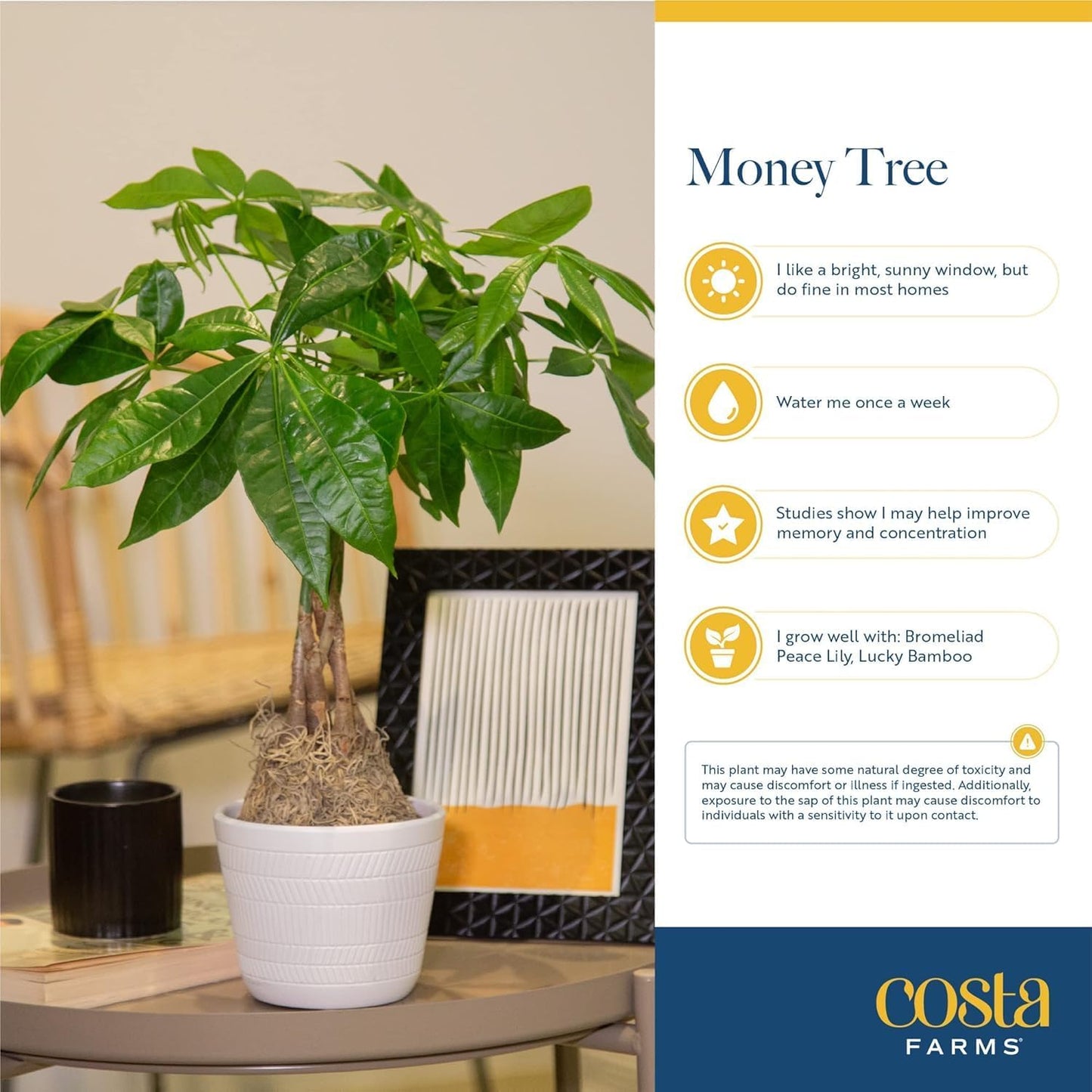 Costa Farms Money Tree Live Plant | 8-10 Inches Tall | Easy to Grow Indoor Houseplant in 2.5 Inch Plant Pot | Live Bonsai Home, Office, or Room Decor | Garden, Birthday, and Housewarming Gift